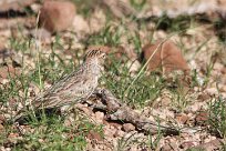 Monotonous lark (Alouette monotone) Grootberg