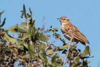 Monotonous Lark (Alouette monotone) Kalahari