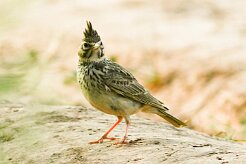 cochevis_huppe_04-2 null