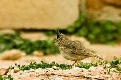 cochevis_huppe_05-2 null