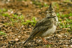 cochevis_huppe_06-2 null