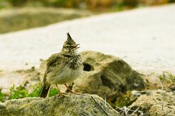 cochevis_huppe_07-2 null