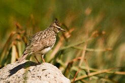 cochevis_huppe_08-2 null