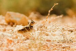 cochevis_huppe_09-2 null