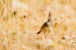cochevis_huppe_13-2 null