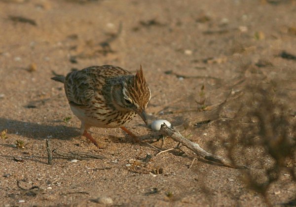 Cochevis Huppe