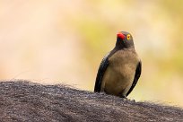 Red-billed Oxpecker (Piqueboeuf à bec rouge) Chobe River