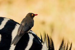 Red-billed Oxpecker (Piqueboeuf à bec rouge)_x737A5758-2 null