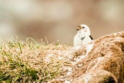 Bruant des neiges_085_9530 null