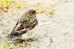 Bruant des neiges_090_9557 null