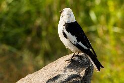 Bruant des neiges_101_9586 null