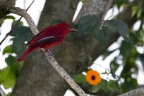 Piranga ecarlata (Tangara écarlate) Turrialba - Costa Rica