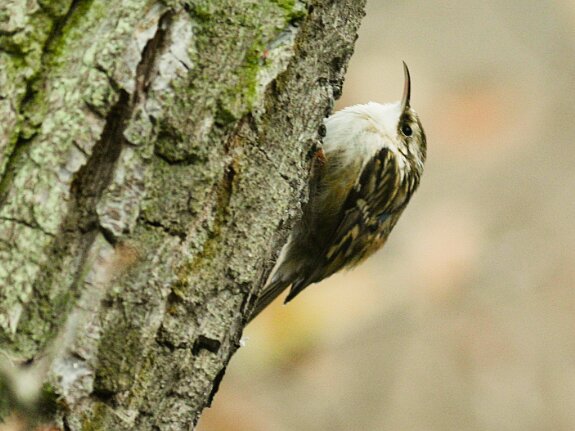 Grimpereau des bois