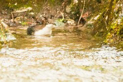 cincle_plongeur_11-2 null
