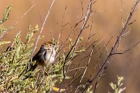 Rattling Cisticola (Cisticole grinçante) Rattling Cisticola (Cisticole grinçante)