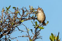 Chirping Cisticola (Cisticole pépiante) Chief Island