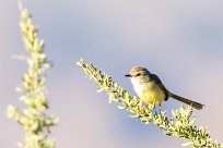 Black-chested Prinia (Prinia à plastron) Namib autour de Solitaire