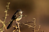 Black-chested Prinia (Prinia à plastron) Sesriem et Namib