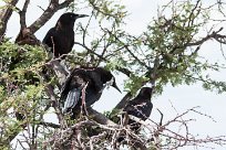 Cape crow (Corneille du Cap) Etosha