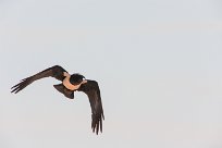 Pied-crow (Corbeau pie) Sesriem