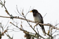 Chara papán (Geai enfumé) Turrialba - Costa Rica