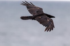 Grand corbeau Fjords du Nord-Ouest