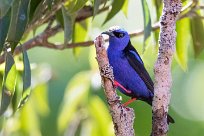 Mielerito patirrojo (Guit-guit saï) Chirripo - Costa Rica