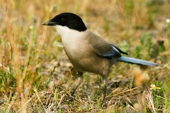 pie_bleue_05-2 null