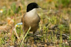 pie_bleue_06-2 null