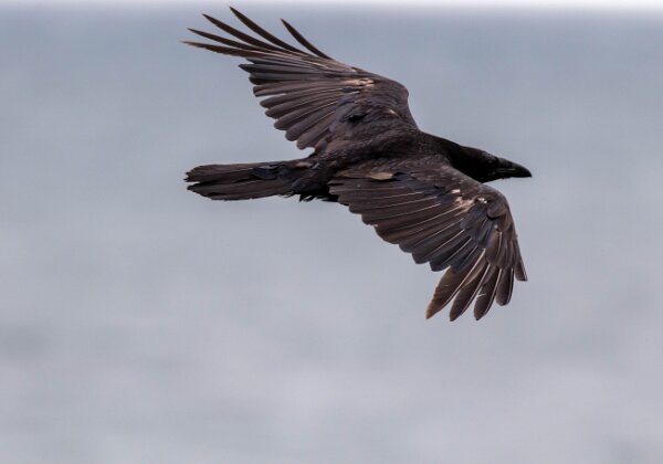 Grand corbeau
