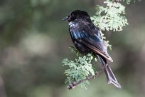 Forktailed drongo (Drongo brillant) Waterberg