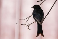 Forktailed drongo (Drongo brillant) Waterberg