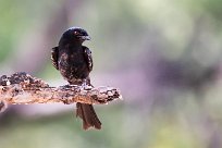 Forktailed drongo (Drongo brillant) Forktailed drongo (Drongo brillant)