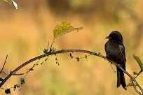 Fork-Tailed Drongo (Drongo brillant) Savuti_Marsh