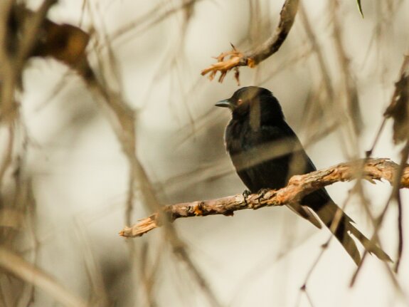 Drongo