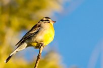 Golden-breasted bunting (Bruant à poitrine dorée) Otjiwarongo - Namibie