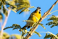 Golden-breasted bunting (Bruant à poitrine dorée) Otjiwarongo - Namibie