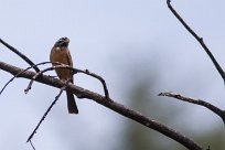 Cinnamon-brestead bunting (Bruant cannelle) Daan Viljoen Game Park - Windhoek