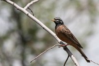 Cinnamon-brestead bunting (Bruant cannelle) Daan Viljoen Game Park - Windhoek