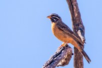 Cinnamon-breasted bunting (Bruant cannelle) Waterberg - Namibie