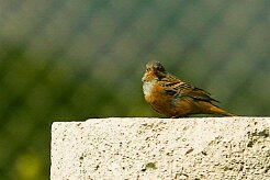 bruand_cendrillard_02-2 null