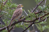 Lark-like bunting (Bruant des rochers) Daan Viljoen Game Park - Windhoek