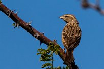 Lark-like Bunting (Bruant des rochers) Du côté d'Omaruru