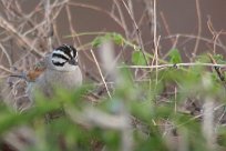 Cape bunting (Bruant du cap) Grootberg