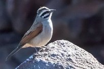 Cape Bunting (Bruant du Cap) Etendeka - Damaralnd - Namibie