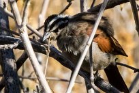 Cape Bunting (Bruant du Cap) Etendeka - Damaralnd - Namibie