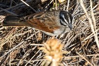 Cape Bunting (Bruant du Cap) Etendeka - Damaralnd - Namibie