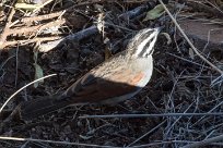 Cape Bunting (Bruant du Cap) Etendeka - Damaralnd - Namibie