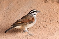 Cape Bunting (Bruant du Cap) Twyfelfontein