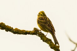 Bruant_jaune_04-2 null